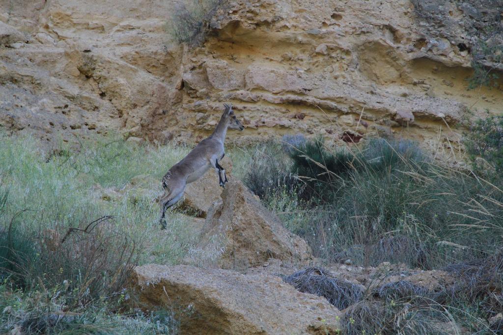 Alojamientos Rurales Cortijo Las Golondrinas Alhama de Murcia Zewnętrze zdjęcie