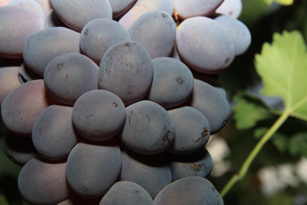 Alojamientos Rurales Cortijo Las Golondrinas Alhama de Murcia Zewnętrze zdjęcie